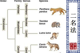 二名法
