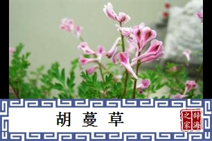 胡蔓草