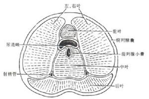 前列腺