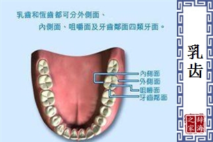 乳齿的意思、造句、反义词