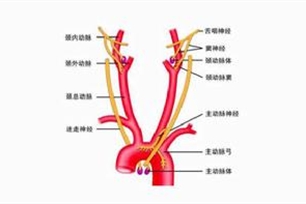 主动脉弓