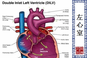 左心室