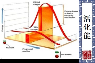 活化能
