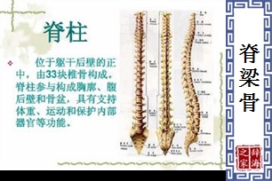 脊梁骨