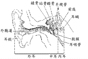 耳蜗