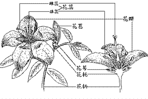 花的意思、造句、反义词