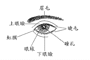 眼球