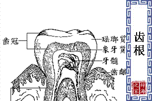 齿根