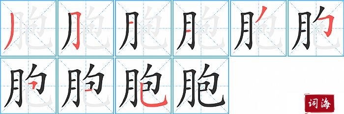 胞字怎么写图解