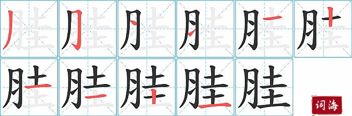 胿字怎么写图解