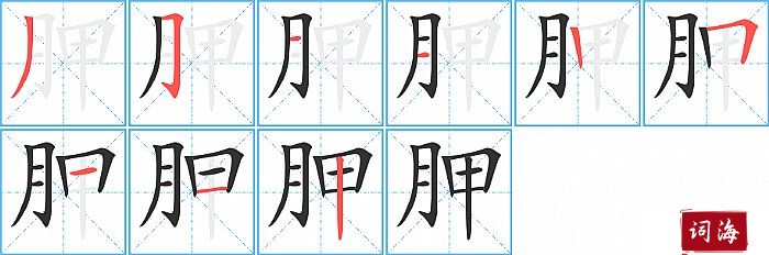 胛字怎么写图解