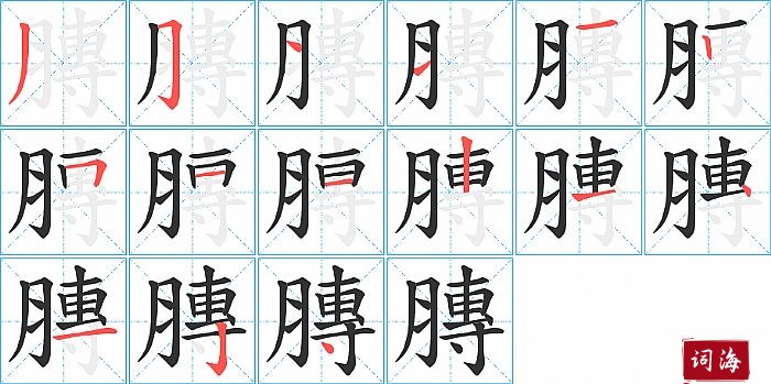 膞字怎么写图解